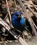 ذكر طائر هويد