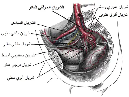 الشريان الحرقفي الغائر وبعض الفروع.