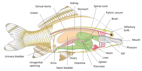 Diagram showing the internal anatomy of a generic bony fish