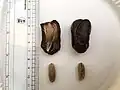 تمر من نوع كيميا إيرانيّ
