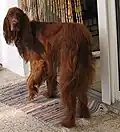 الساطر الإيرلندي