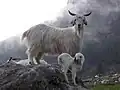 ماعز جبلي في حديقة هملايا