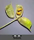 Balgfrucht, teilweise geöffnet