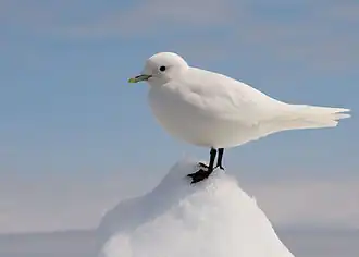 نورس عاجي ذو ريش أبيض.