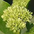 Ixora pavetta in حيدر آباد.