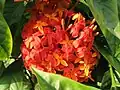 Ixora pavetta in دكا، بنغلاديش.