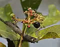 Ixora pavetta in Shamirpet، رانجاردي، أندرا برديش، الهند.