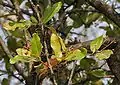 Ixora pavetta in Shamirpet، رانجاردي، أندرا برديش، الهند.