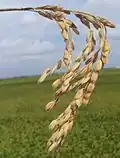 تأثر سنبلة الأزر بالخذرفة