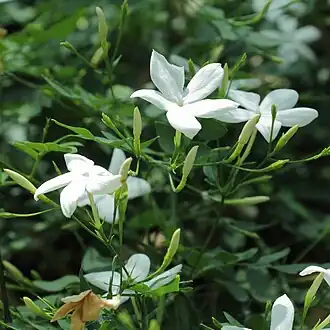 زهرة الياسمين الشامي