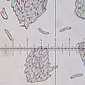 الأبواغ
