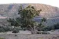 شجرة، تلمسان، الجزائر