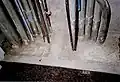 تزهير أولي على ملاط
