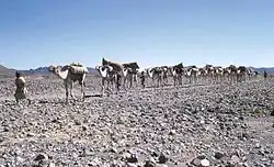 نقل البضائع إلى صنعاء بقافلة إبل (1958)