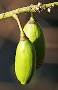Kapok Fruit in كلكتا، بنغال الغربية، الهند