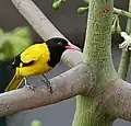 Kapok bark in كلكتا، بنغال الغربية، الهند