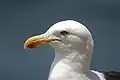 Larus dominicanus, photograph taken at كونكون (تشيلي), Chile