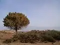 من طبيعة الخنق