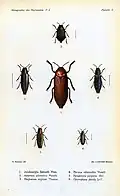 الناصعات (اليمين الوسطي واليسار السفلي)، فنزوزية (وسط) وPolycestinae (آخرين) من Charles Kerremans' Monographie des Buprestides