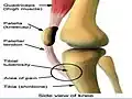 تشريح الركبة. أحدوبة الظنبوب (tibial Tuberosity).