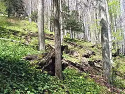 Krokar Virgin Forest