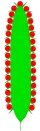 طلعة