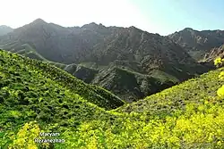 فرولا زیبد