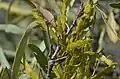 Jointed mistletoe Korthalsella rubra on Atalaya hemiglauca, just north of Breeza, NSW, Australia, 14 June 2015