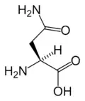 L-أسباراجين(Asn / N)
