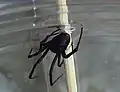 Dorsal view. Note that the red dot is formed by this spider's spinnerets.