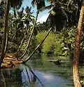 Una palude tropicale a La Digue