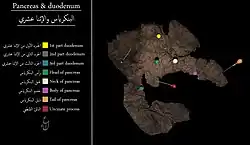 أقسام الاثنا عشري
