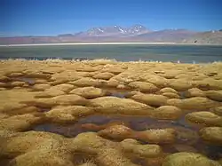 صحراء أتكامة