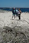 Galapagos land iguana, في جزر غالاباغوس