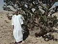 شجر البخور