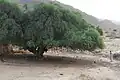 تغراسن