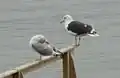 Larus marinus and Larus argentatus together, أوريسند