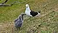 Adult and two chicks in New Zealand
