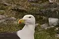 Great Black-backed Gull has a bulky, powerful beak
