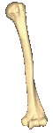 عظم العضد الأيسر.