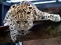 Panthera pardus orientalis