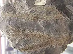 نبات حرشفي(نباتات ذئبية)