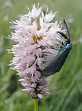 Forester Moth بزيات