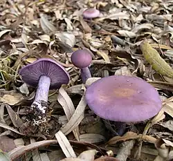Clitocybe nuda