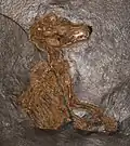 حيوان Lesmesodon من آكلات اللحوم