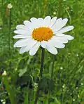 Ox-eye daisy (Leucantheum vulgare) A close-up of the flowers