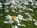 Single daisy
