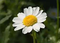 Leucanthemum paludosum