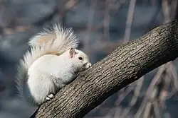 سنجاب مصاب بالبياض