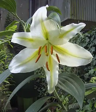 زهرة الزنبق الذهبي